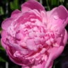 Kölle's Beste Pfingstrose 'Monsieur Jules Elie' Violettrosa, 3 Liter Topf -Pflanzen Geschäft 0320106404 Paeonia lact Monsieur Jules Elie Cont violettrosa gefuellt 2 112357