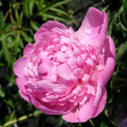 Kölle's Beste Pfingstrose 'Monsieur Jules Elie' Violettrosa, 3 Liter Topf -Pflanzen Geschäft 0320106404 Paeonia lact Monsieur Jules Elie Cont violettrosa gefuellt 4 112356