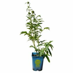 Kölle's Beste Pfingstrose 'Monsieur Jules Elie' Violettrosa, 3 Liter Topf -Pflanzen Geschäft 0320106404 Paeonia lact Monsieur Jules Elie Cont violettrosa gefuellt 5 112358