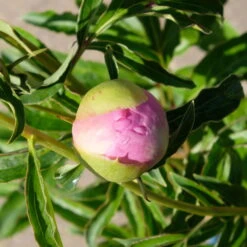 Kölle's Beste Pfingstrose 'Monsieur Jules Elie' Violettrosa, 3 Liter Topf -Pflanzen Geschäft 0320106404 Paeonia lact Monsieur Jules Elie Cont violettrosa gefuellt 6 112359