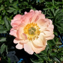 Pfingstrose 'Coral Sunset' Korallrosa-hellgelb, Topf 3 Liter -Pflanzen Geschäft 0320106809 Paeonia lactiflora Coral Sunset korallrosa hellgelb 2 112432