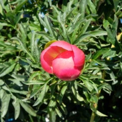 Pfingstrose 'Coral Sunset' Korallrosa-hellgelb, Topf 3 Liter -Pflanzen Geschäft 0320106809 Paeonia lactiflora Coral Sunset korallrosa hellgelb 6 112434