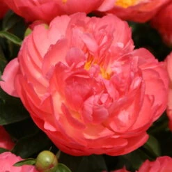 Pfingstrose 'Coral Sunset' Korallrosa-hellgelb, Topf 3 Liter -Pflanzen Geschäft 0320106809 Paeonia lactiflora Coral Suset korallrosa hellgelb 105911