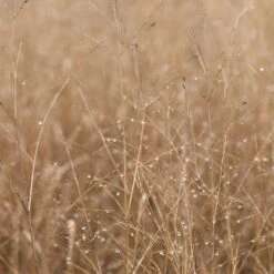 Bio Rutenhirse 'Heavy Metal', Topf 5 Liter -Pflanzen Geschäft 0320300777 Panicum virgatum Heavy Metal KB 5Ltr Cont1 78152