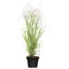 Bio Rutenhirse 'Heavy Metal', Topf 5 Liter 2 Bio Rutenhirse 'Heavy Metal', Topf 5 Liter -Pflanzen Geschäft 0320300777 Panicum virgatum Heavy Metal KB 5Ltr Cont 78150