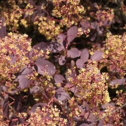 Dunkelroter Perückenstrauch 'Royal Purple', Höhe Ca. 20-25 Cm, Topf 3 Liter -Pflanzen Geschäft 0410110191 Cotinus cogg Royal Purple 2 1 121774