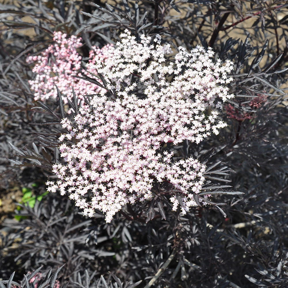 Rotlaubiger Holunder 'Black Lace'® ('Eva'PBR)