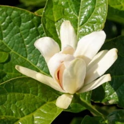 Gewürzstrauch-Set Rot-Weiß, 2er-Set, Höhe 60-80 Cm, Topf 7,5 Liter -Pflanzen Geschäft 0410112620 Calycanthus Venus Detail Bluete 2 z 119693