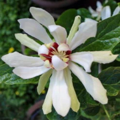 Gewürzstrauch-Set Rot-Weiß, 2er-Set, Höhe 60-80 Cm, Topf 7,5 Liter -Pflanzen Geschäft 0410112620 Calycanthus Venus Detail Bluete z 119692