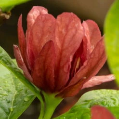 Gewürzstrauch-Set Rot-Weiß, 2er-Set, Höhe 60-80 Cm, Topf 7,5 Liter -Pflanzen Geschäft 0410112620 Calycanthus raulst Hartlage Wine Detail Bluete 3 z 119695