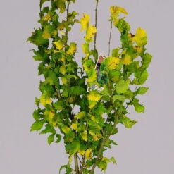 Goldulme 'Wredei', Höhe 40-60 Cm, Topf 4 Liter, 2er-Set -Pflanzen Geschäft 0410112931 plmus carp. wredei 2er set 1 117664