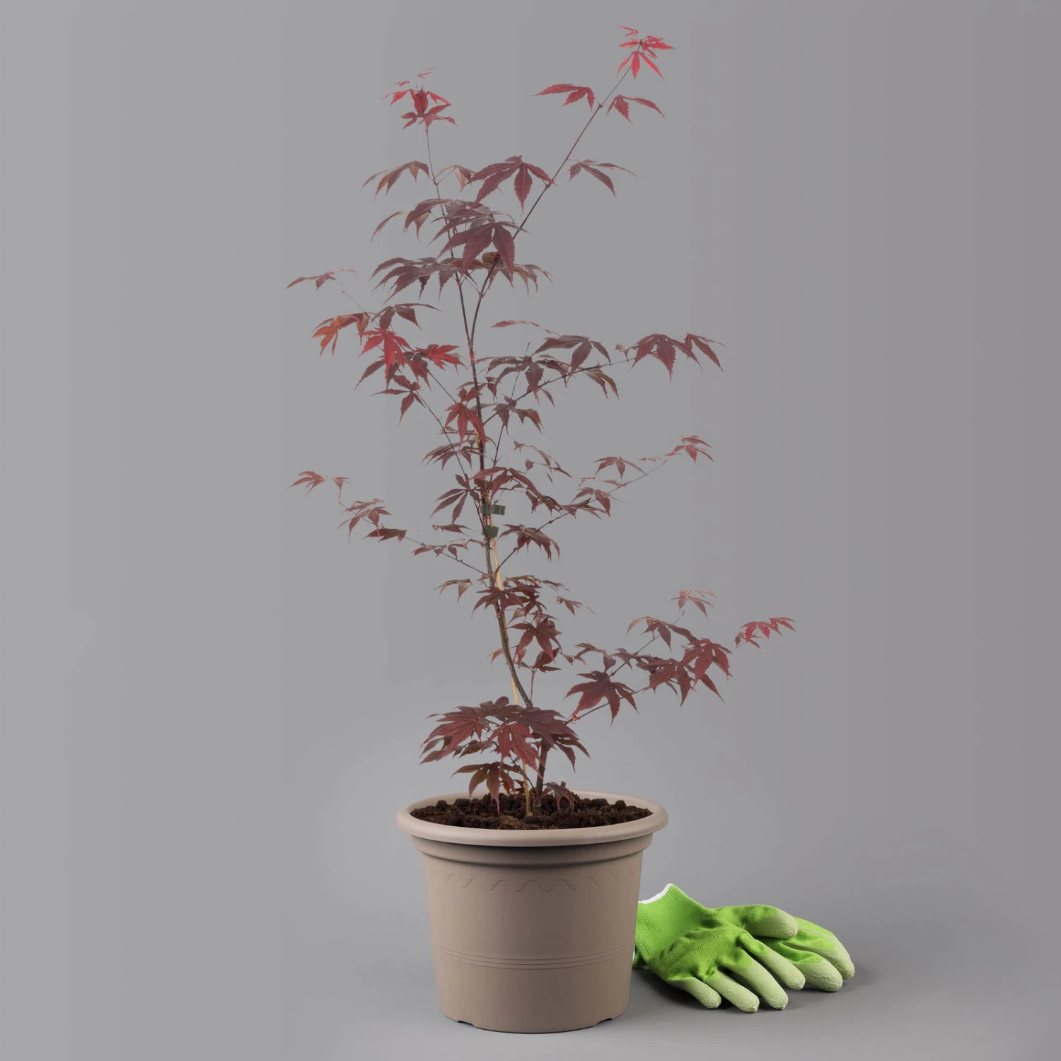 Roter Fächerahorn 'Bloodgood', Höhe 60 - 80 Cm, Topf 7,5 Liter 3 Roter Fächerahorn 'Bloodgood', Höhe 60 - 80 Cm, Topf 7,5 Liter