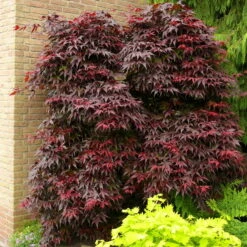 Roter Fächerahorn 'Bloodgood', Höhe 60 - 80 Cm, Topf 7,5 Liter 9 Roter Fächerahorn 'Bloodgood', Höhe 60 - 80 Cm, Topf 7,5 Liter -Pflanzen Geschäft 0410301060 Acer palm Bloodgood 60cm 19er Topf 1 83828
