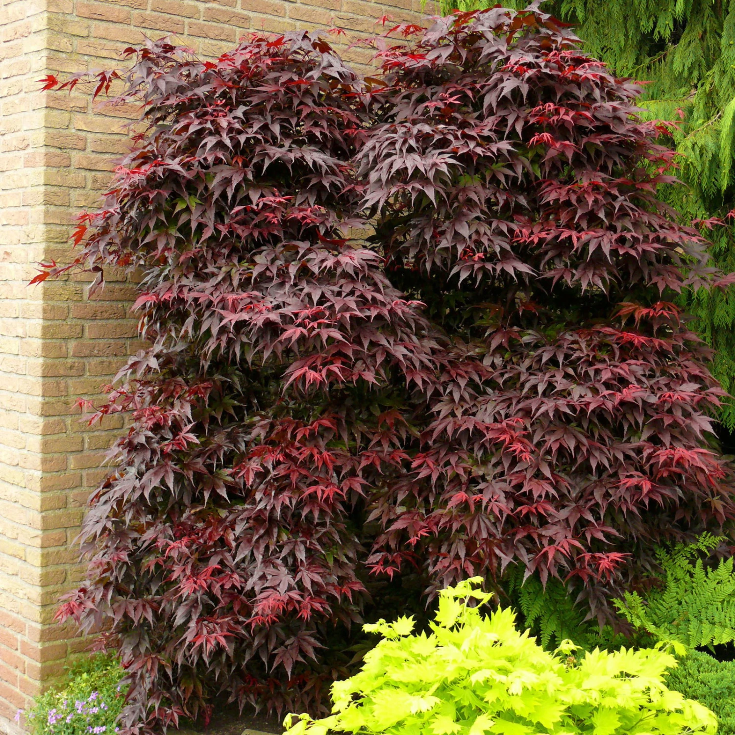 Roter Fächerahorn 'Bloodgood', Höhe 60 - 80 Cm, Topf 7,5 Liter 5 Roter Fächerahorn 'Bloodgood', Höhe 60 - 80 Cm, Topf 7,5 Liter – Bild 3