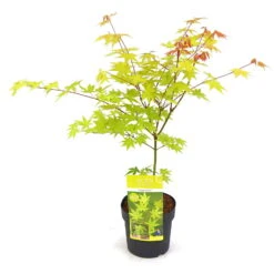 Gelber Fächerahorn 'Summer Gold', Gelblaubig, Höhe 40 - 60 Cm, Topf-Ø 19 Cm -Pflanzen Geschäft 0410301094 Acer palm Summergold 1 84631