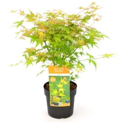 Japanischer Fächerahorn 'Katsura', Höhe 40 - 60 Cm, Topf-Ø 19 Cm -Pflanzen Geschäft 0410301164 Acer palm Katsura 1 84639