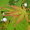 Japanischer Fächerahorn 'Katsura', Höhe 40 - 60 Cm, Topf-Ø 19 Cm -Pflanzen Geschäft 0410301164 Acer palm Katsura 2 84637