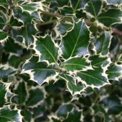 Buntlaubige Stechpalmen - Ilex, 2er-Set, Höhe 30-40 Cm, Topf Je 5 Liter -Pflanzen Geschäft 0410450591 Kollektion Ilex buntlaubig 030 040 Co 5lt 1 62181