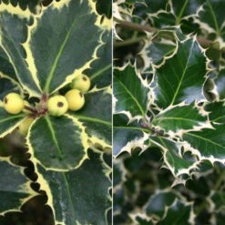 Buntlaubige Stechpalmen - Ilex, 2er-Set, Höhe 30-40 Cm, Topf Je 5 Liter