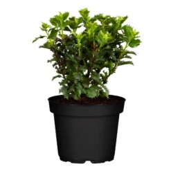 Ilex Meserveae 'Little Rascal'®, 20er-Set, Höhe 12-15 Cm, Topf 1,5 L -Pflanzen Geschäft 0410450634 Ilex mes Little Rascal 20er Set 83938