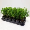 Stechpalme 'Kanehirae', 36er-Set, Höhe Ca. 10-15 Cm, Topf 0,5 Liter -Pflanzen Geschäft 0410450789 Ilex maximowicziana kanehirae 36er Set 104401