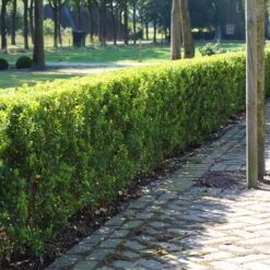 Stechpalme 'Impala®', 50er-Set, Höhe 50-60 Cm, Topf 5 Liter