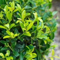 Stechpalme 'Impala®', 50er-Set, Höhe 50-60 Cm, Topf 5 Liter -Pflanzen Geschäft 0410450790 Ilex max Impala 3 104013 1