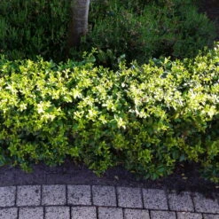 Stechpalme 'Impala®', 100er-Set, Höhe 30-40 Cm, Topf 2 Liter -Pflanzen Geschäft 0410450790 Ilex max Impala 5 104012