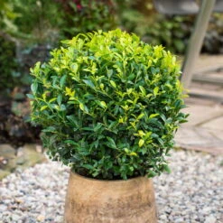 Stechpalme 'Impala®', 100er-Set, Höhe 30-40 Cm, Topf 2 Liter -Pflanzen Geschäft 0410450795 Ilex max Impala Kugel 2 104015