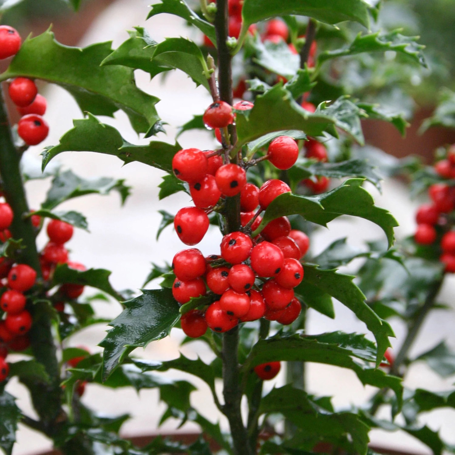 Stechpalme 'Blue Princess'®, 50er-Set, Höhe 30-40 Cm, Topf 5 Liter 2 Stechpalme 'Blue Princess'®, 50er-Set, Höhe 30-40 Cm, Topf 5 Liter