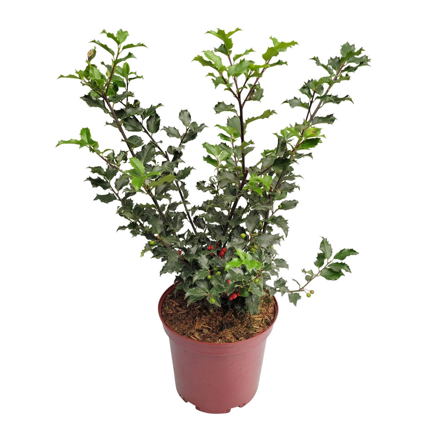 Stechpalme 'Blue Princess'®, 50er-Set, Höhe 30-40 Cm, Topf 5 Liter 3 Stechpalme 'Blue Princess'®, 50er-Set, Höhe 30-40 Cm, Topf 5 Liter – Bild 2