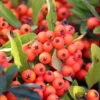 Feuerdorn, Pyracantha ' Red Column', ROT, 10er-Set, Höhe 40-60 Cm, Topf 2 L -Pflanzen Geschäft 0410750759 Feuerdorn 10er Set 1 98915