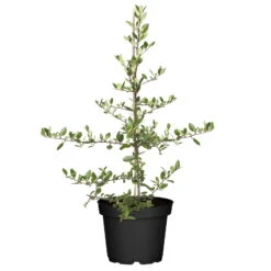 Feuerdorn, Pyracantha ' Red Column', ROT, 10er-Set, Höhe 40-60 Cm, Topf 2 L -Pflanzen Geschäft 0410750759 Feuerdorn 10er Set 4 98918