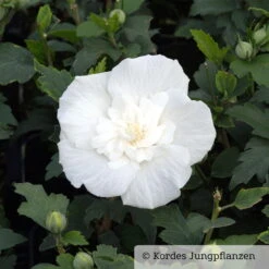 Duo-Gartenhibiskus 'White Chiffon®' Und 'Pink Chiffon®', Weiß + Pink, 5 Lt. Topf -Pflanzen Geschäft 0410900500 Hibiscus White Chiffon 1 76689