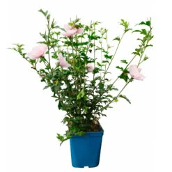 Duo-Gartenhibiskus 'White Chiffon®' Und 'Pink Chiffon®', Weiß + Pink, 5 Lt. Topf -Pflanzen Geschäft 0410900545 Hibiscus Pink Chiffon 2 114010