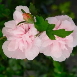 Duo-Gartenhibiskus 'White Chiffon®' Und 'Pink Chiffon®', Weiß + Pink, 5 Lt. Topf -Pflanzen Geschäft 0410900545 Hibiscus Pink Chiffon 6 113956