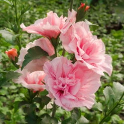 Duo-Gartenhibiskus 'White Chiffon®' Und 'Pink Chiffon®', Weiß + Pink, 5 Lt. Topf -Pflanzen Geschäft 0410900545 Hibiscus Pink Chiffon1 74245