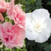 Duo-Gartenhibiskus 'White Chiffon®' Und 'Pink Chiffon®', Weiß + Pink, 5 Lt. Topf -Pflanzen Geschäft 0410900590 Hibiscus Duo White Chiffon Pink Chiffon 119967