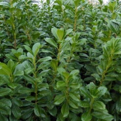 Kölle Kirschlorbeer 'Novita', 15er-Set, Höhe 125-150 Cm, Topf 18 Liter 7 Kölle Kirschlorbeer 'Novita', 15er-Set, Höhe 125-150 Cm, Topf 18 Liter -Pflanzen Geschäft 0410950306 Koelle Prunus laur Novita 88577