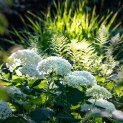 Rispenhortensie 'Limelight'Ⓢ 30/40 Cm, Im 5 L Topf 9 Rispenhortensie 'Limelight'Ⓢ 30/40 Cm, Im 5 L Topf -Pflanzen Geschäft 0415300054 Hortensie wei test 124762