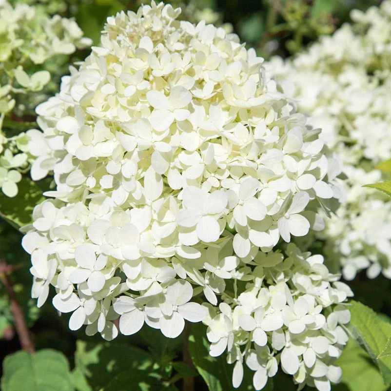 Rispenhortensie 'Limelight'Ⓢ 30/40 Cm, Im 5 L Topf 3 Rispenhortensie 'Limelight'Ⓢ 30/40 Cm, Im 5 L Topf