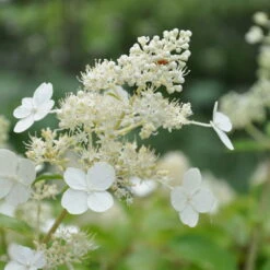 Kölle's Beste Rispen-Hortensie 'Kyushu' (Hydrangea Paniculuata 'Kyushu') Im 5 Lt. Topf -Pflanzen Geschäft 0415300076 KB Hydrangea pan Kyushu 1 83520