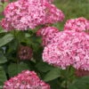 Rosa Schneeballhortensie 'Pink Annabelle'®, Rosa, 3er-Set, Höhe 40-60, Topf 5 L -Pflanzen Geschäft 0415300088 Hydrangea arb Pink Annabelle 4 93934