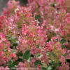Kompakte Rispenhortensie 'Little Quick Fire'®, Weiß, Topf 5 Liter 2 Kompakte Rispenhortensie 'Little Quick Fire'®, Weiß, Topf 5 Liter -Pflanzen Geschäft 0415300297 Hydrangea pan Little Quick Fire 2 93931
