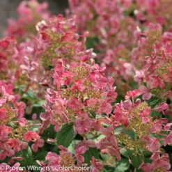 Kompakte Rispenhortensie 'Little Quick Fire'®, Weiß, Topf 5 Liter