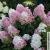 Rispenhortensie 'Pinkachu'®, Hydrangea Paniculata, Topf 5 Liter -Pflanzen Geschäft 0415300330 Hydrangea pan Pinkachu 1 93926