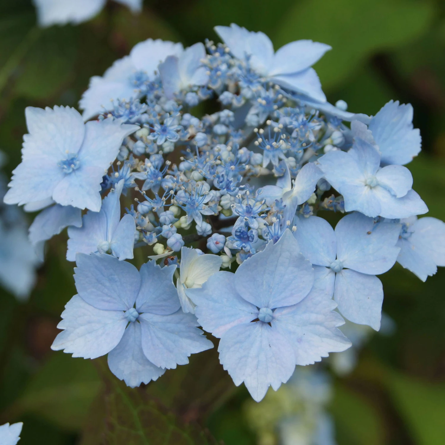 Pflanzen Geschäft -Pflanzen Geschäft 0415500167 Hydrangea serrata Blue Deckle Blue Bird 1 104397