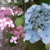 Japanische Berg-Hortensien 'Blue Deckle' & 'Blue Bird', 2er-Set, Topf 4 Liter -Pflanzen Geschäft 0415500167 Hydrangea serrata Blue Deckle Blue Bird 104396
