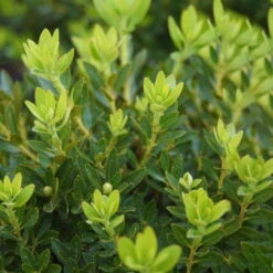 Rhododendron 'Bloombux'® Pink, 6er-Set, Höhe 20-25 Cm, Topf 2 Liter -Pflanzen Geschäft 0420500424 Bloombux Pink 6er Set 2 98926