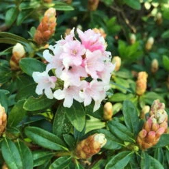 Rhododendron 'Bloombux'® Pink, 6er-Set, Höhe 20-25 Cm, Topf 2 Liter -Pflanzen Geschäft 0420500424 Bloombux Pink 6er Set 5 98924